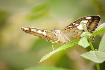 butterfly on leaf