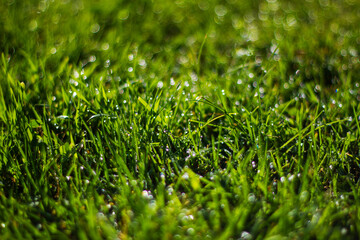 Nature background. Green grass close-up. Dew on the grass in the morning in the sun. Grassy bright background with bokeh and blur in the background