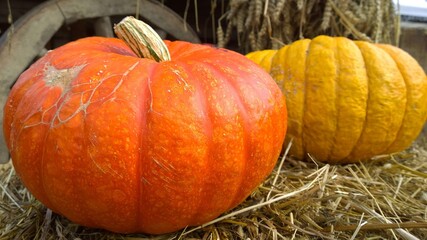 Orange and yellow pumpkins on hay background. Close up. Autumn decoration. Vintage decor. Rich harvest. Thanksgiving day. Village style. Farmer market. Agricultural trade show. Rural scene. Barn. 