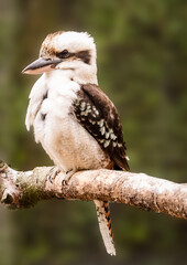spotted woodpecker
