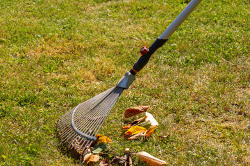 ready to rake the leaves