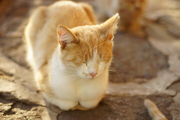 Naklejka na ściany i meble lovely ginger white cat sleeps outdoors in a summer day