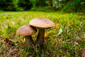 mushroom in the grass