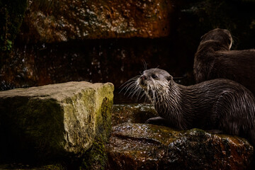 otter on the rocks