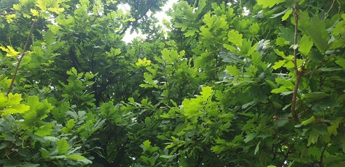 green grass background