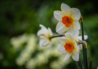 white and yellow flowers