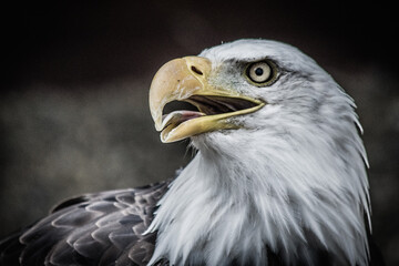 portrait of a eagle