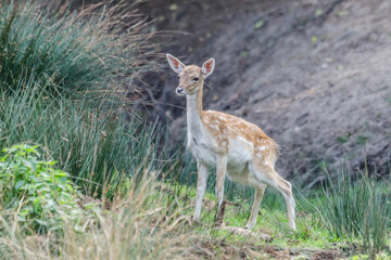 deer in the forest