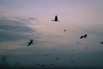 birds in the sky