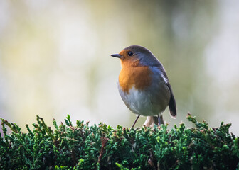 robin in the grass