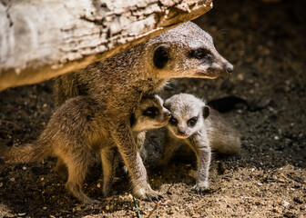 Fototapeta premium Meerkat and babies