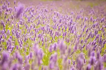 Obraz premium field of lavender