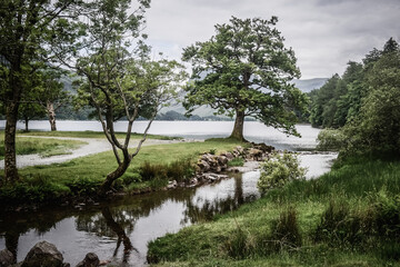 trees on the lake