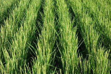 夏の田んぼの風景