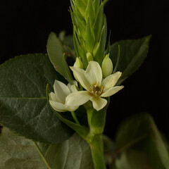 Flower arrangement on a black background