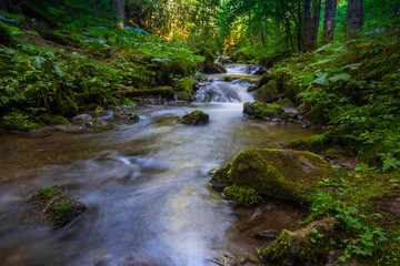 Obraz premium little flowing brook with rocks in the forest