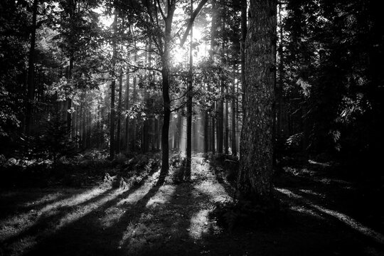 path in the forest