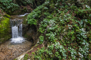 little waterfall with round basin in a forest