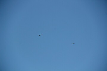 Blue sky with birds 
