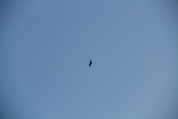 Blue sky with birds