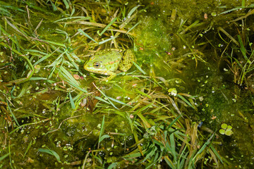 Two green frogs sitting in swamp.