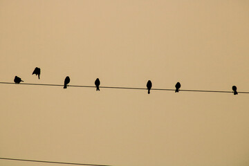 birds on a wire 