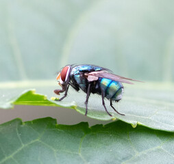 Close-up of common green bottle fly