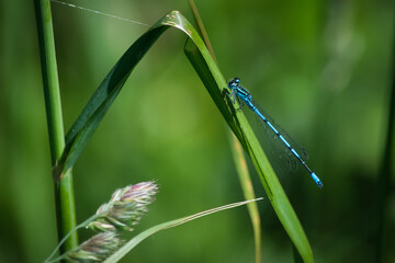Blue Dragonfly 