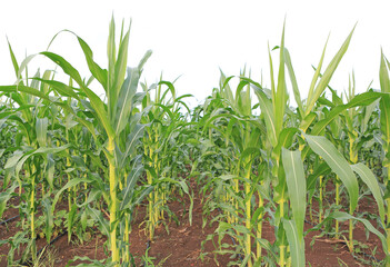 A young green corn field against sky with clouds background