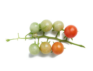 branch with green and red fruits of cherry tomato isolated on white background