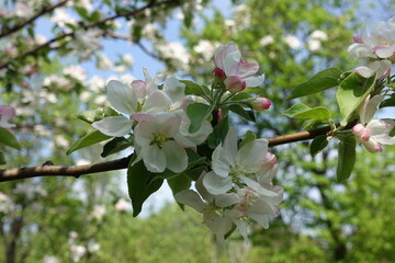Buds and pinkish white flowers of apple tree in April
