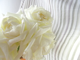 white rose petals