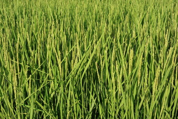 夏の田んぼの風景