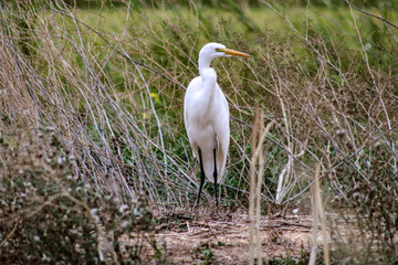 Heron of the wetlands 