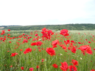 field of poppies
