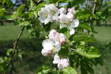 Fresh green leaves and pinkish white flowers of apple tree in April