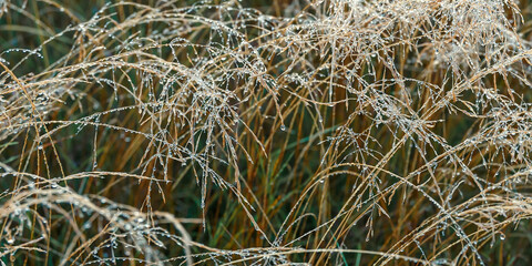 Morning dew on dry grass at the natural morning sunlight. Autumn grass background