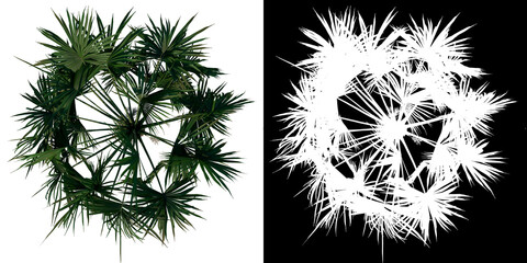Top view of plant (Palmetto Palm Tree 1) tree png with alpha channel to cutout made with 3D render 