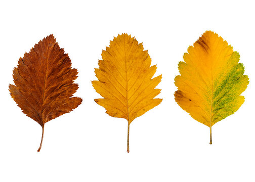 Bright autumn leaves (Sorbus intermedia). Isolated on a white background.