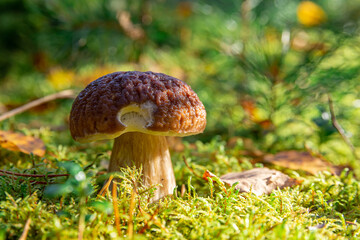 Boletus edulis in the natural environment. White mushroom in the morning sun.