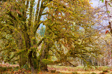 Autumn in Olympic