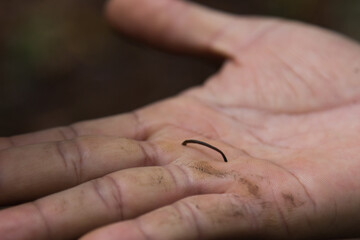 Close up of Land Leeches on hand