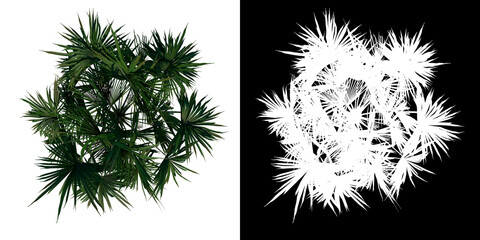 Top view of plant (Adolescent Palmetto Palm Tree 2) tree png with alpha channel to cutout made with 3D render 