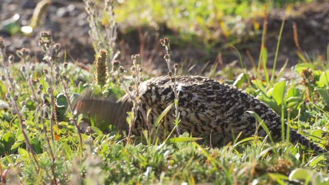 Ptarmigan (Lagopus mutus) close-up in the grass.