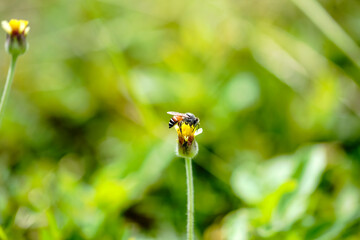 Little flower with bee and fresh natural on sunshineday background or wallpaper. Bee on grass flower. Flower of the plant Tridax procumbens, commonly known as coatbuttons or tridax daisy.