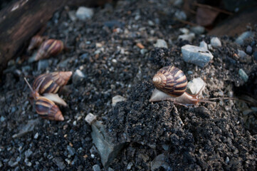 Snails on the soil after the rain,little animal fighting in the city
