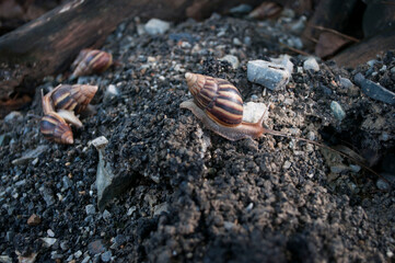 Snails on the soil after the rain,little animal fighting in the city