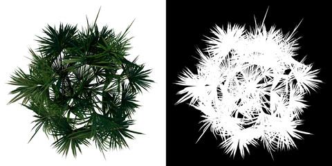 Top view of plant (Palmetto Palm Tree 2) tree png with alpha channel to cutout made with 3D render 