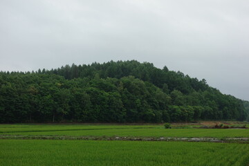 夏の田んぼの風景