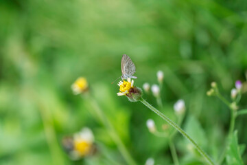 Little flower with butterfly and fresh natural on sunshineday background or wallpaper. Tridax procumbens flower. Flower of the plant Tridax procumbens, commonly known as coatbuttons or tridax daisy.